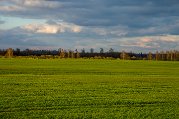 Image showing Landscape with cereal field, forest and blue sky