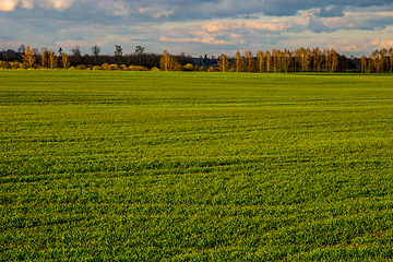 Image showing Landscape with cereal field, forest and blue sky