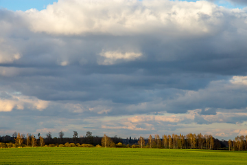 Image showing Landscape with cereal field, forest and blue sky