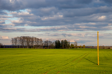 Image showing Landscape with cereal field, trees and blue sky