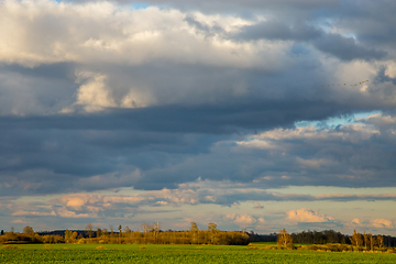 Image showing Landscape with cereal field, trees and blue sky