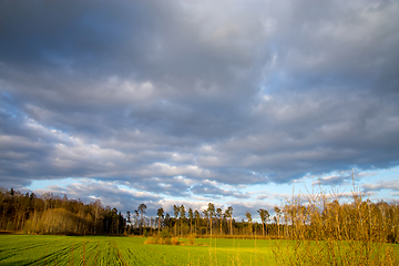 Image showing Landscape with blue cloudy sky, cereal field and trees.