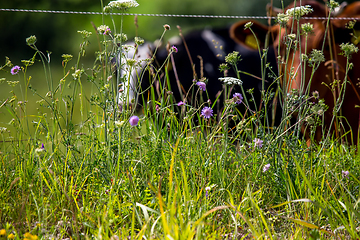 Image showing Cows pasture in green meadow.