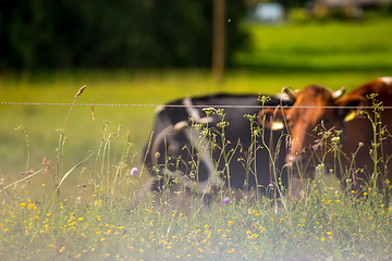 Image showing Cows pasture in green meadow in mist.