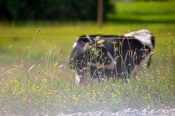 Image showing Cows pasture in green meadow in mist.