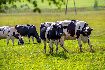 Image showing Cows pasture in green meadow.