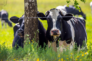 Image showing Cows at birch in green meadow.