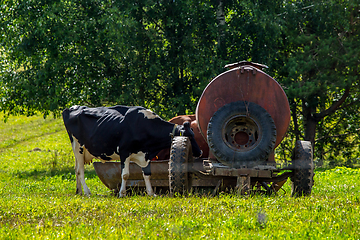 Image showing Cow at the tank in green meadow.