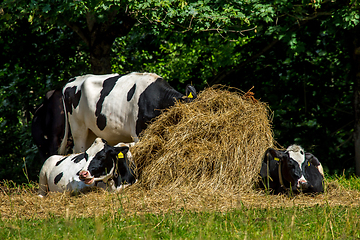 Image showing Cows in stack of hay.