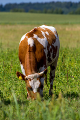 Image showing Cow pasture in green meadow.