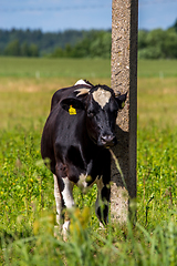 Image showing Cow at the pole in green meadow.