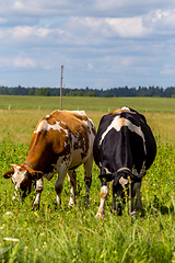 Image showing Cows pasture in green meadow.