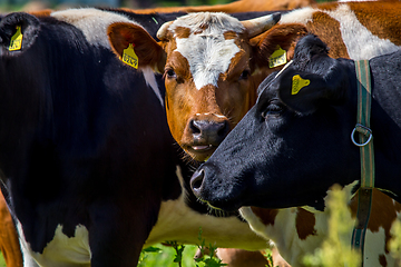 Image showing Portrait of dairy cows in pasture. 