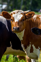 Image showing Portrait of dairy cow in pasture. 