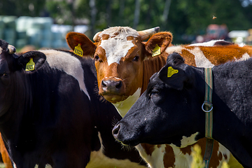 Image showing Portrait of dairy cows in pasture. 