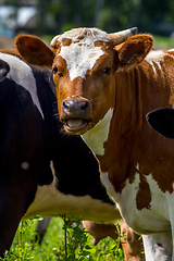 Image showing Portrait of dairy cow in pasture. 