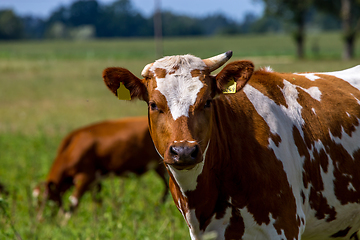 Image showing Portrait of dairy cow in pasture. 