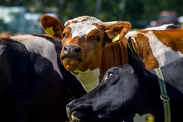 Image showing Portrait of dairy cow in pasture. 