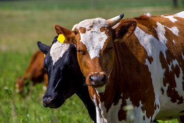 Image showing Portrait of dairy cow in pasture. 