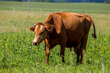 Image showing Cow pasture in green meadow.