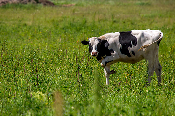 Image showing Bull pasture in green meadow.