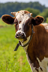 Image showing Portrait of dairy cow in pasture. 