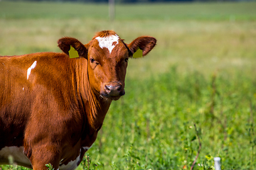 Image showing Cow pasture in green meadow.