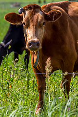 Image showing Cow pasture in green meadow.