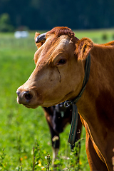 Image showing Portrait of dairy cow in pasture. 