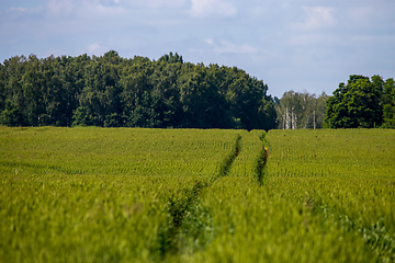 Image showing Path on the green cereal field.