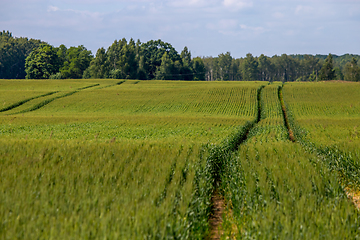 Image showing Path on the green cereal field.
