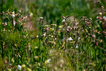 Image showing Rural flowers in green grass