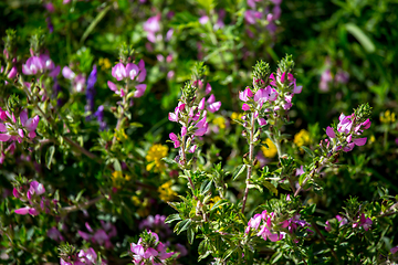 Image showing Pink rural flowers in green grass