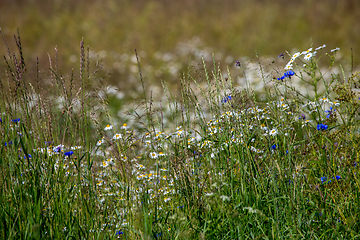 Image showing Daisies and cornflowers in green grass