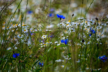 Image showing Daisies and cornflowers in green grass