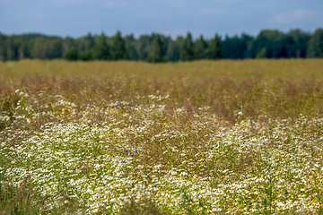 Image showing Landscape with daisies in meadow.