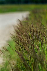 Image showing Large grass next to the road.