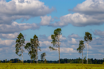 Image showing Landscape with trees and blue sky