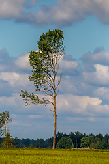 Image showing Landscape with trees and blue sky