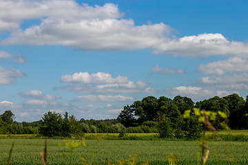 Image showing Landscape with cereal field, forest and blue sky