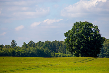 Image showing Landscape with cereal field, forest and blue sky