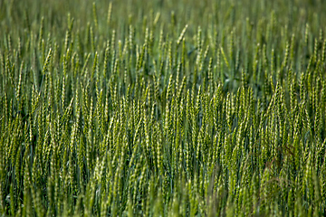 Image showing Cereal field as nature background.