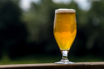 Image showing Glass of beer on green nature background. 