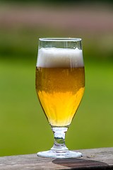 Image showing Glass of beer on green nature background. 