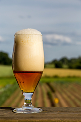 Image showing Glass of beer on summer landscape background. 