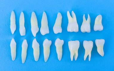 Image showing Top view of white teeth on blue background