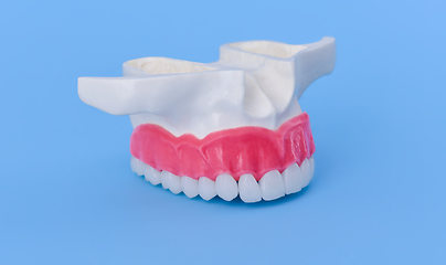 Image showing Upper human jaw with teeth and gums anatomy model