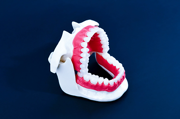 Image showing Dentist orthodontic teeth model