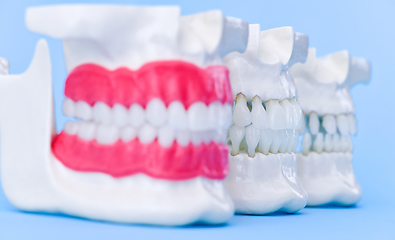 Image showing Human jaws with teeth and gums anatomy models