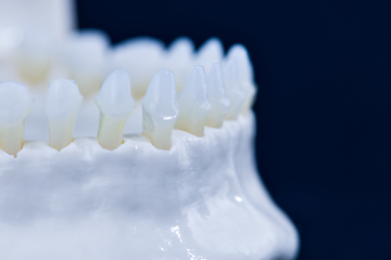 Image showing Lower human jaw with teeth anatomy model